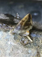 Zebra Mussel