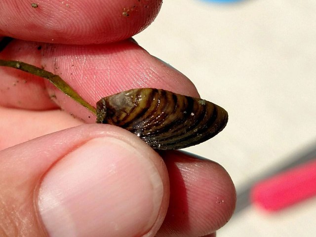 Zebra Mussel